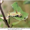 limenitis reducta larva5e